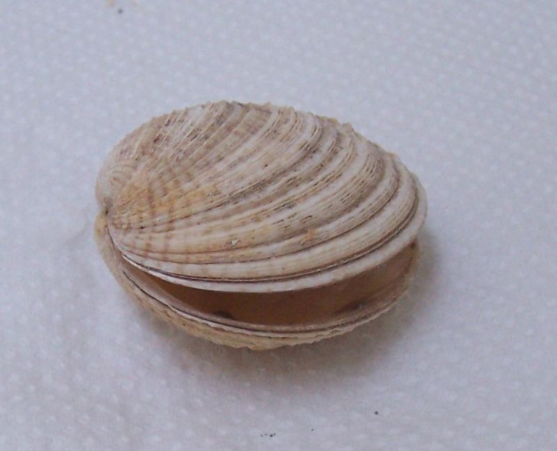 Bivalve